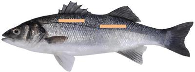 Genomic and Phenotypic Agreement Defines the Use of Microwave Dielectric Spectroscopy for Recording Muscle Lipid Content in European Seabass (Dicentrarchus labrax)